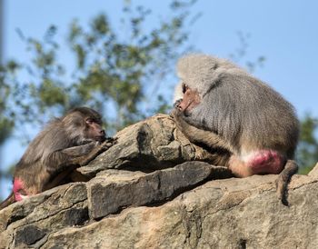 Monkey sitting on rock