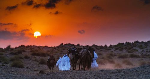 Horse on field against sky at sunset