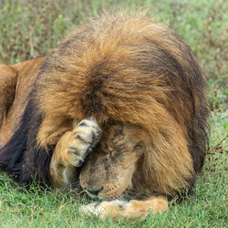 Close-up of cat sleeping on grass