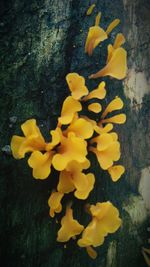 Close-up of yellow flowering plant