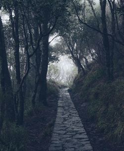 Dirt road amidst trees in forest