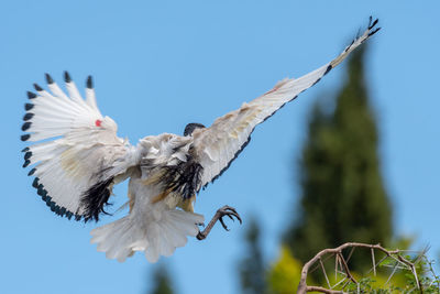 Low angle view of a bird flying