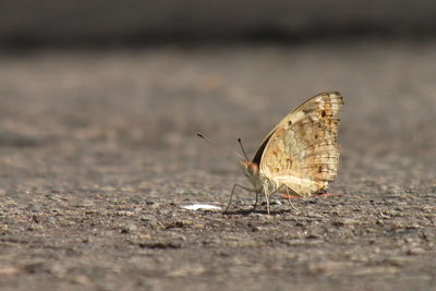 Close-up of butterfly