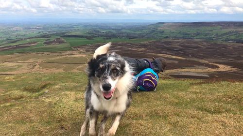 Dog lying on land