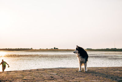 Dog on the beach