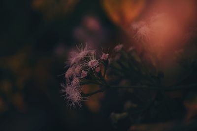 Close-up of flower at night