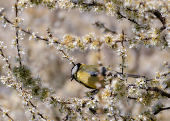 Bird perching on cherry blossom tree