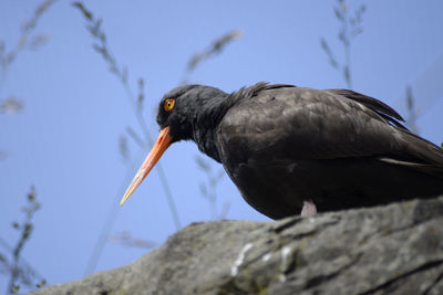 Black oystercatcher in the aviary at the oregon coast aquarium.