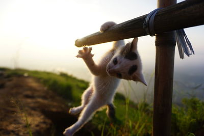 Close-up of a cat on field