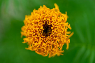 Close-up of yellow marigold flower