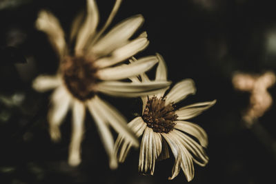 Close-up of flower blooming outdoors