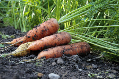 Bio carrots in the earth