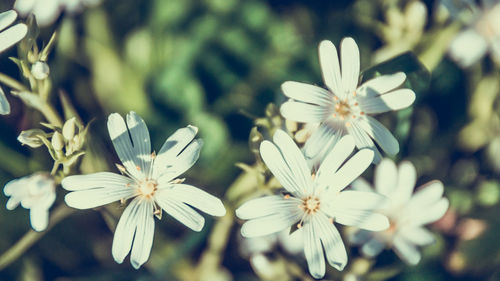 Close-up of white flowers blooming outdoors