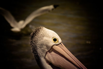 Close-up of duck in lake