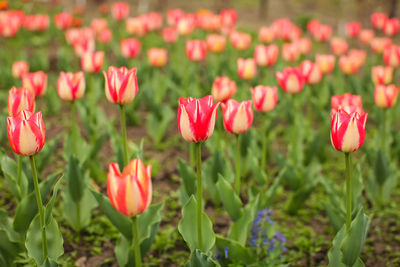 Close-up of pink tulips on field