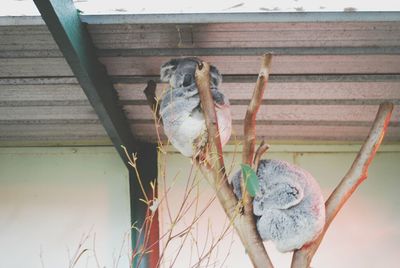 animal themes