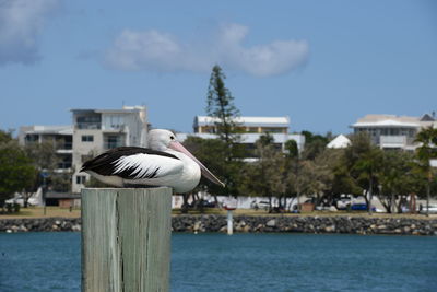 Seagull perching on wooden post by sea against sky