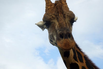 Low angle view of giraffe against sky