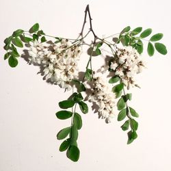 Close-up of flowering plant against white background