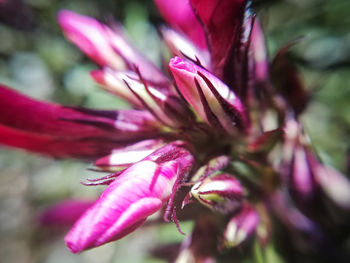 Close-up of pink flowering plant