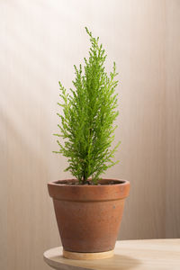 plant