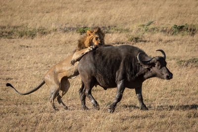 Cape buffalo struggles to escape male lion
