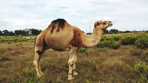 Side view of camel on land