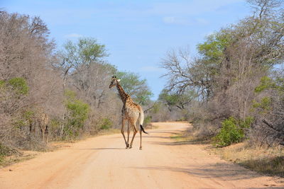 View of giraffe on dirt road