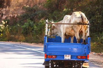 Cattle transported on a truck