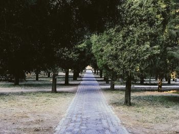 Trees on landscape