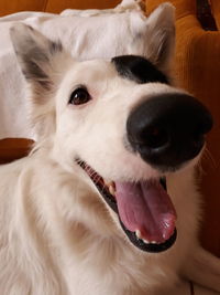 Close-up portrait of dog, border collie.