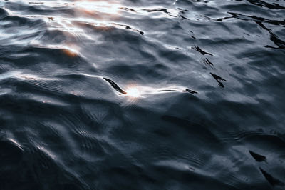 High angle view of fish swimming in sea