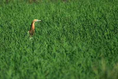 Bird on field