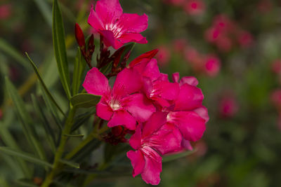 Close-up of pink flowering plant