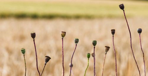 Close-up of flowering plants on field