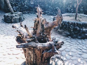 Close-up of tree stump