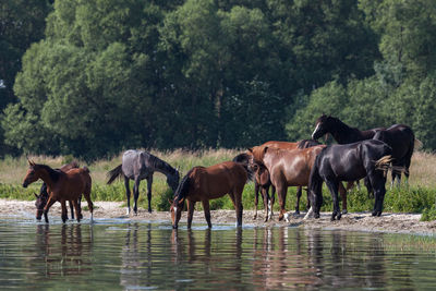 Horses in water