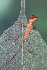 Baby garden lizard perched on dried leaf