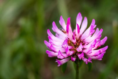 Close-up of pink flower