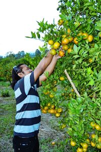 Side view of man harvesting fruit growing on trees