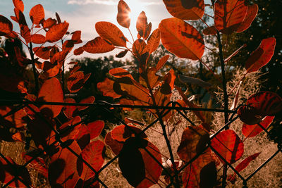 Close-up of autumnal leaves