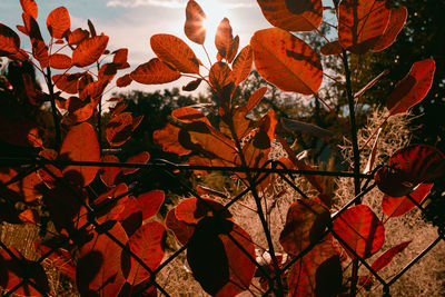 Close-up of autumnal leaves