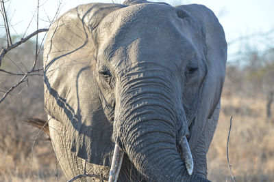 Close-up of elephant on land