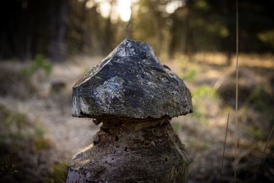 Close-up of mushroom growing on rock