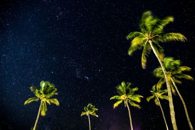 Low angle view of leaves at night