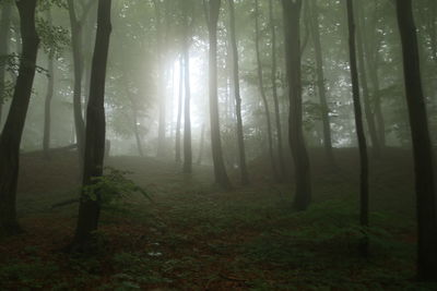 Sunlight streaming through trees in forest