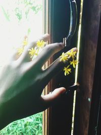 Close-up of hand holding yellow flower on window