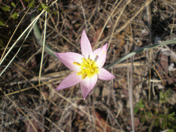 High angle view of purple crocus flower on field