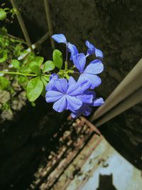 flowering plant