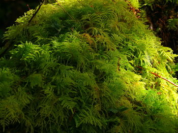 Close-up of green leaves